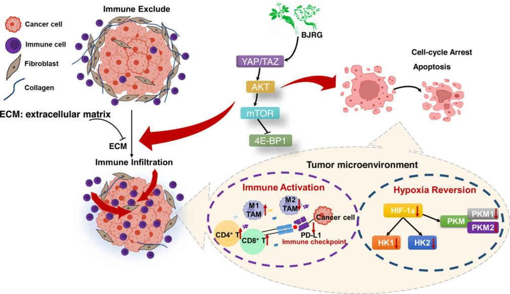 復方鱉甲軟肝片抗肝內膽管癌機制新發現 為肝癌治療提供新思路
